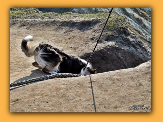 Jayla untersucht den Abstieg am Bovbjerg.jpg